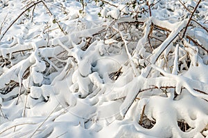 Plants covered with thick snow cover up close