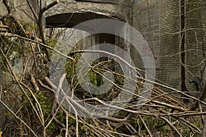 Plants Covering Entrance of Abandoned Building