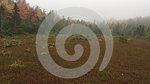 Plants of Cricenti Bog in central New Hampshire.