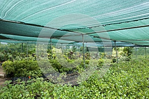 Plants cultivated in green house