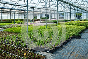 Plants cultivation in glass greenhouse