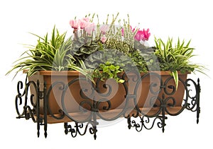 Plants and cyclamen pot in wrought iron hanger