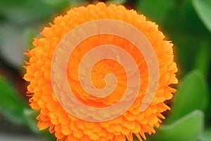 Plants With Daisy-Like Flowers in Orange color yellow and other colors.