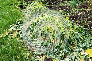 Plants damaged by frost, frostbitten garden nasturtium