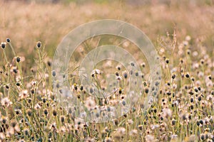 Plants dandelions - glass flowers