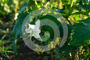 Plants of Datura. Showing green leaves and white blooming blossom which be both a poisonous ornamental plants