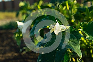 Plants of Datura. Showing green leaves and white blooming blossom which be both a poisonous ornamental plants