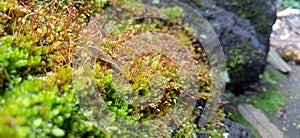 Plants daying in a forest
