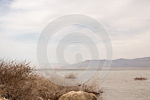 Plants of the dead sea and a beautiful sky line