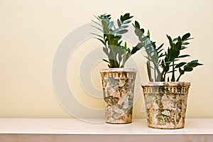 Plants in decorative clay pots