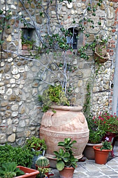 Plants in decorative pots