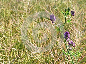 Plants detail in alfalfa field. Flower  alfalfa field