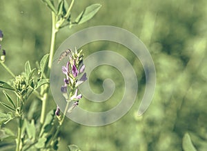 Plants detail in alfalfa field. Flower  alfalfa field