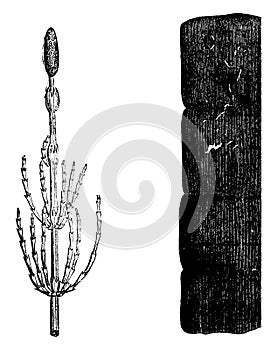 Plants of the Devonian period, Equisetum, vintage engraving