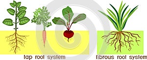 Plants with different types of root systems: tap and fibrous root systems
