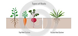 Different types of root systems in plants vector illustration