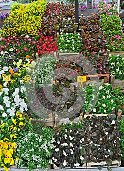 Plants on display in flower shop