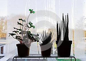 Plants on a window sill in a dark room. Not enough light for house plants concept.