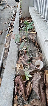 Plants drain waste garbage wets