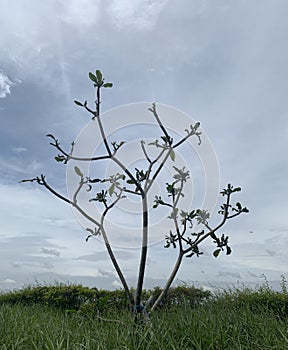 The plants are dries out