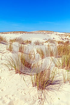 Plants of Dune of Pyla, Arcachon Bay