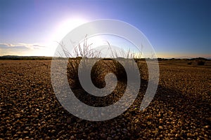 2 plants in an empty space