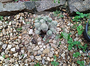Plants that enchant the garden. Cactus photo
