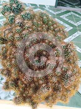 Plants that enchant the garden, cactus photo