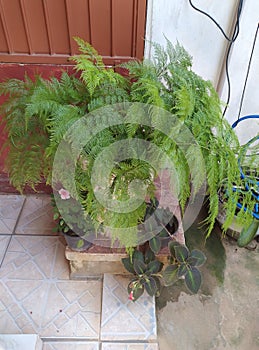 Plants that enchant the garden, fern