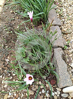 Plants that enchant the garden, Lily