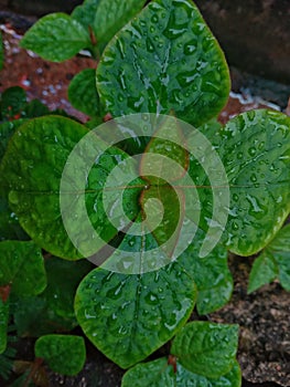 plants exposed to raindrops in the morning