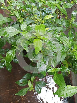 Plants exposed to rainwater are in the garden