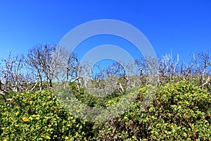 The plants in the Featherbed Nature reserve in Knysna on a beautiful summer`s morning,ï¿½South Africa
