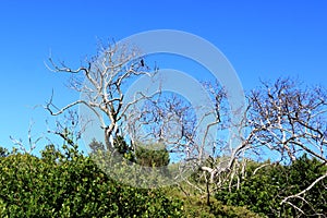 The plants in the Featherbed Nature reserve in Knysna on a beautiful summer`s morning,ï¿½South Africa