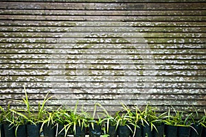 Plants and fence