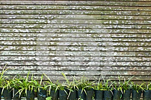 Plants and fence