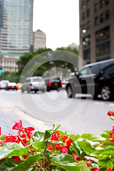 Plants on Fifth Ave., NY