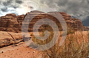 Plants fight for survival in the great dry desert in the Wadi Rum Nature Reserve