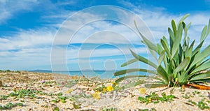 Plants in Fiume Santo shore in springtime