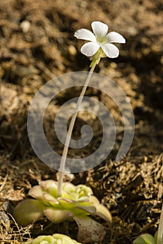 Plants and flower of insectivorous Pinguicula