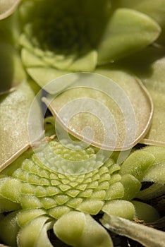 Plants and flower of insectivorous Pinguicula