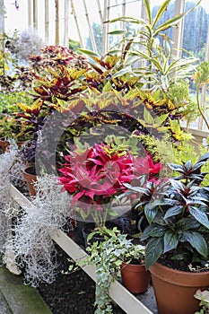 Plants in flower pots in a greenhouse or in a store.