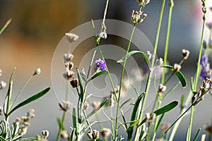 Plants and flowers in an autumn meadow