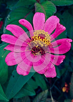 Plants Flowers blosoom