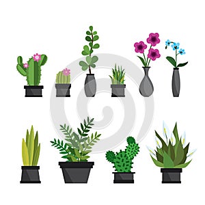 Plants,flowers and cactus in pots,nature elements,isolated on white background
