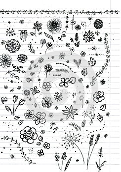 plants and flowers collection