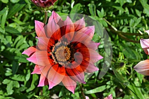 Plants and flowers of the Costa Vicentina Natural Park, Southwestern Portugal