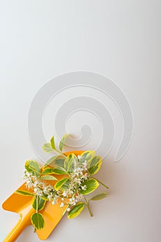 Plants and flowers on a dig in one corner of the photo with a large copy space on a white background. Garden concept still life.