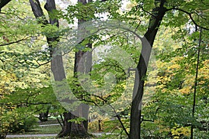 Plants and flowers by the end of summer,Zagreb