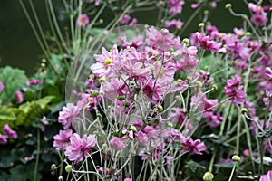 Plants and flowers by the end of summer,Zagreb